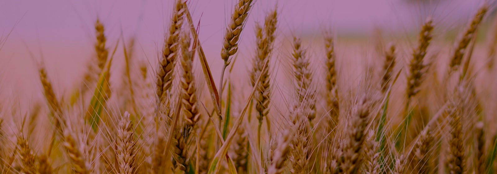 Giovedì 20 novembre primo incontro di Spicco: si parlerà di agricoltura